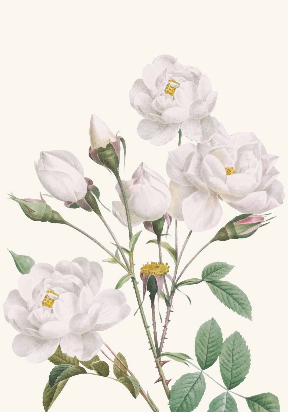 Vintage White Peony Poster