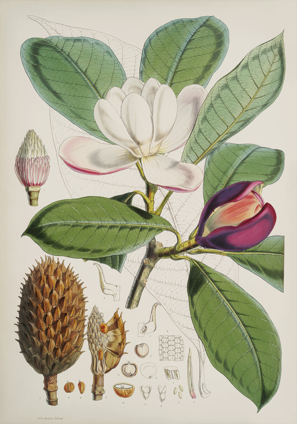 Botanical Magnolia Study Poster