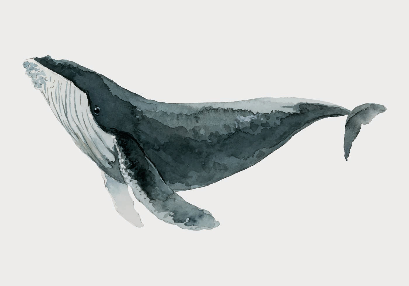 Whale Watercolor Art Poster