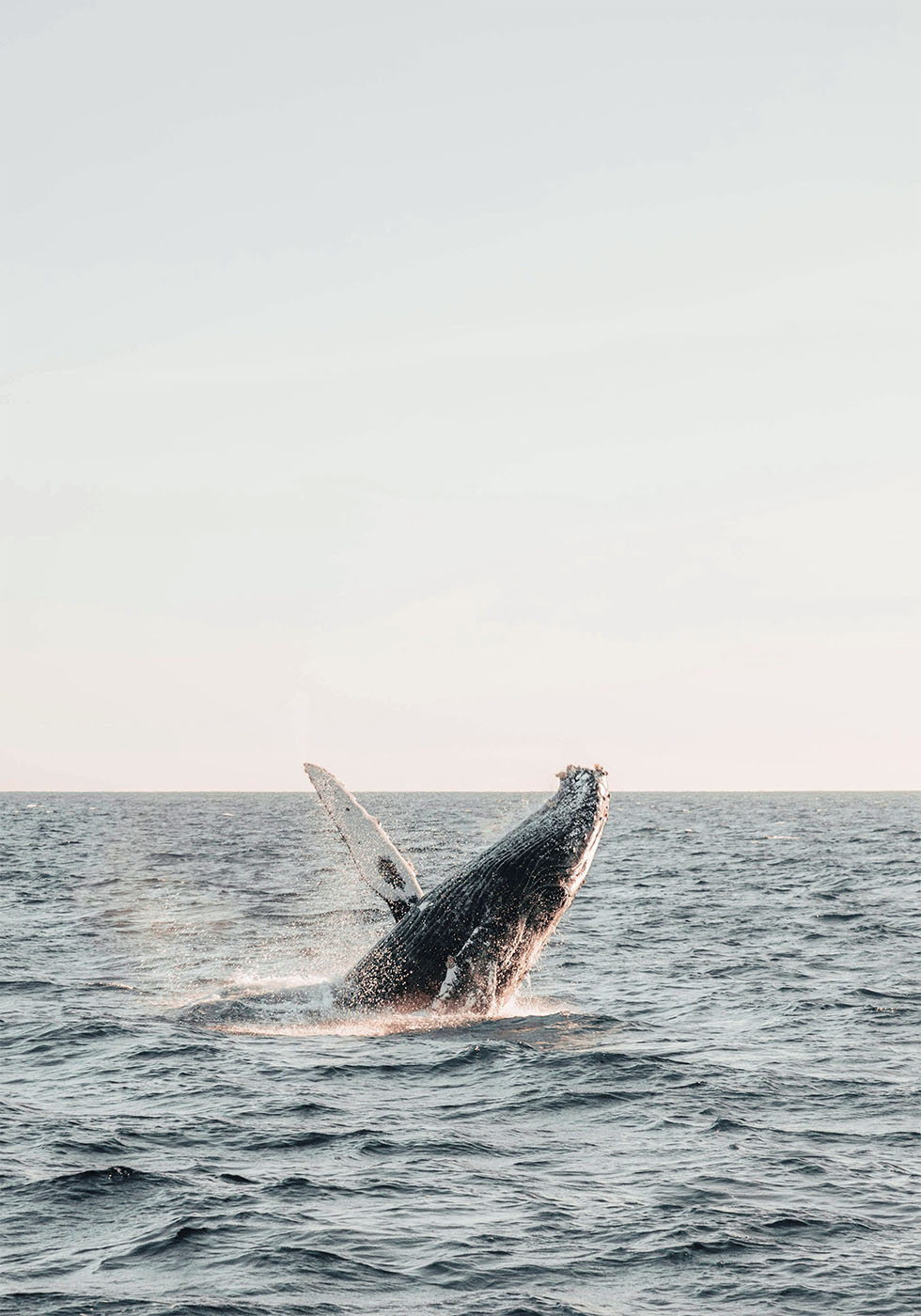 Whale Breaching Water Poster