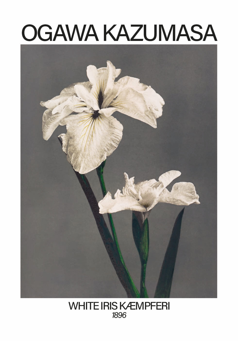 White Iris print, Ogawa Kazumasa Poster