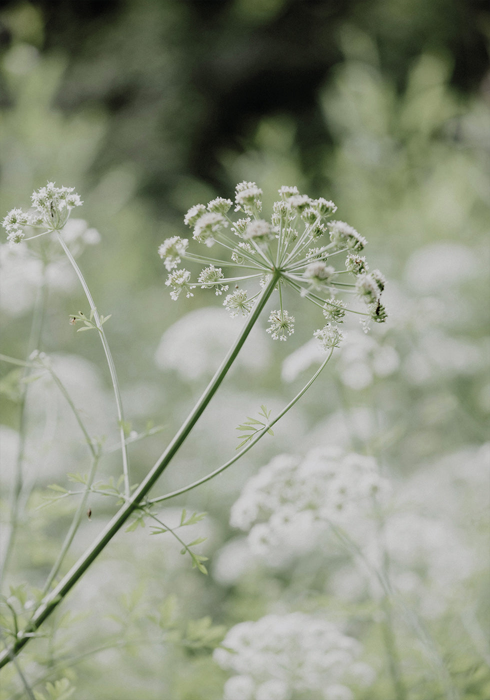 White Wildflowers in a Soft Green Meadow Poster