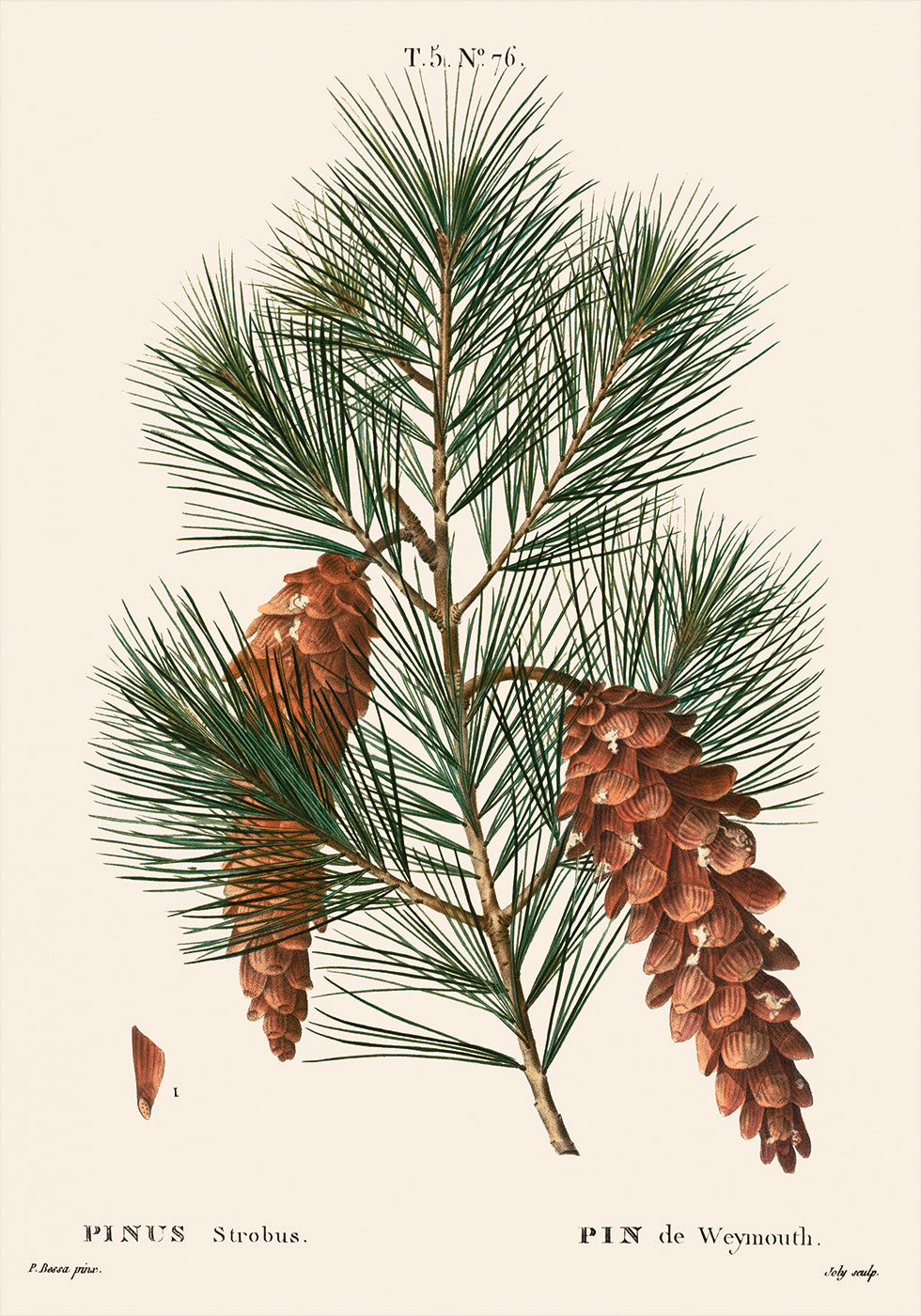 White Pine Botanical Poster