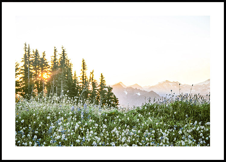 Alpine Dawn, Wildflowers and Forest Sunrise Poster