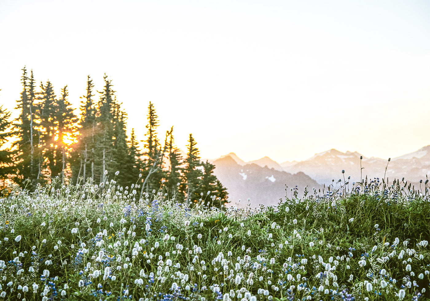 Alpine Dawn, Wildflowers and Forest Sunrise Poster