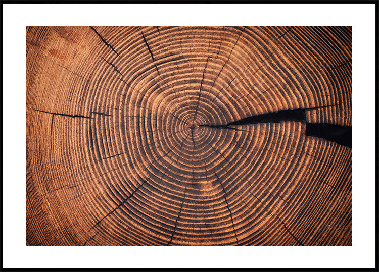 Rings of Time: A Tree’s Life Story Poster