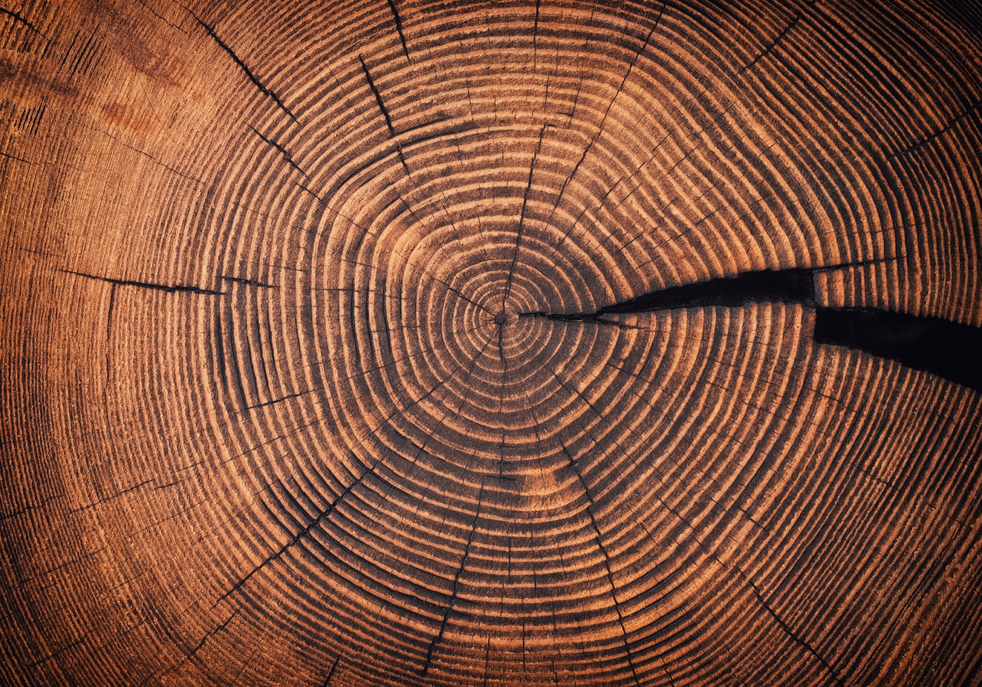 Rings of Time: A Tree’s Life Story Poster