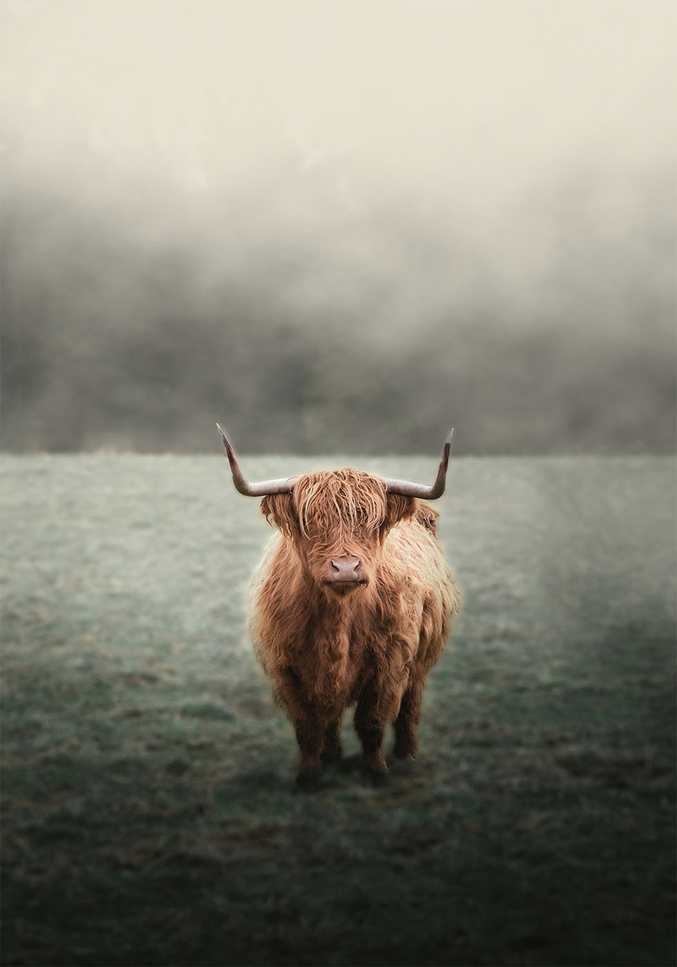 Highland Cow in Mist Poster