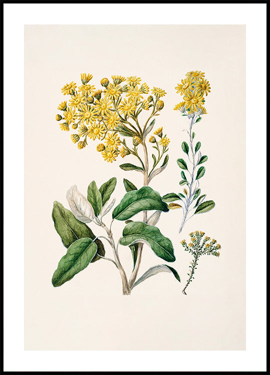 A botanical illustration depicting a variety of yellow flowers and green leaves against a light background.
