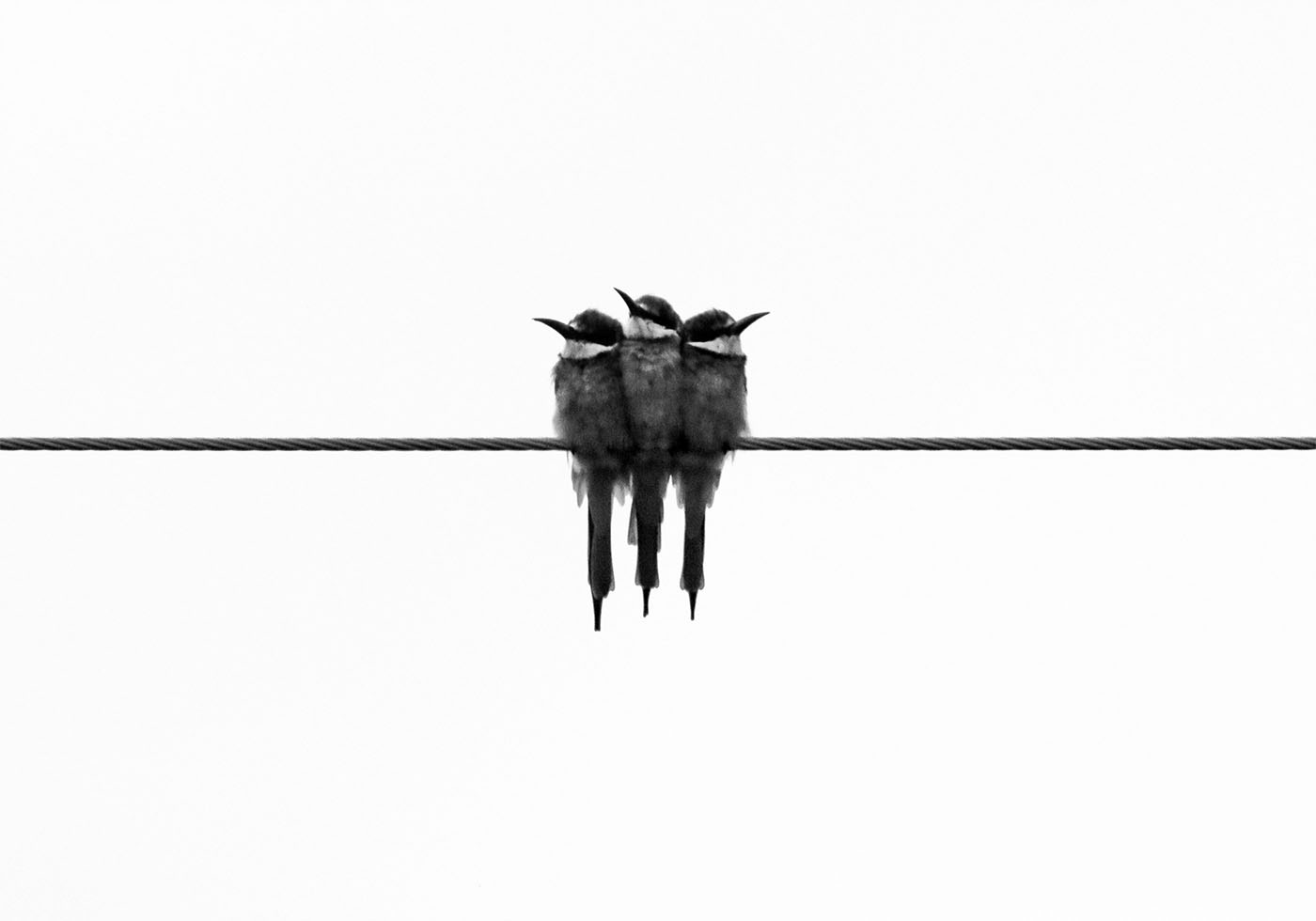 Birds On Wire Poster