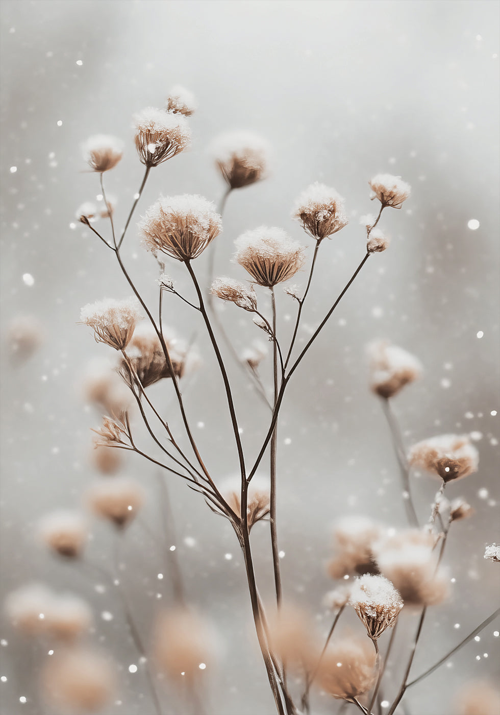 a close up of a plant with snow on it