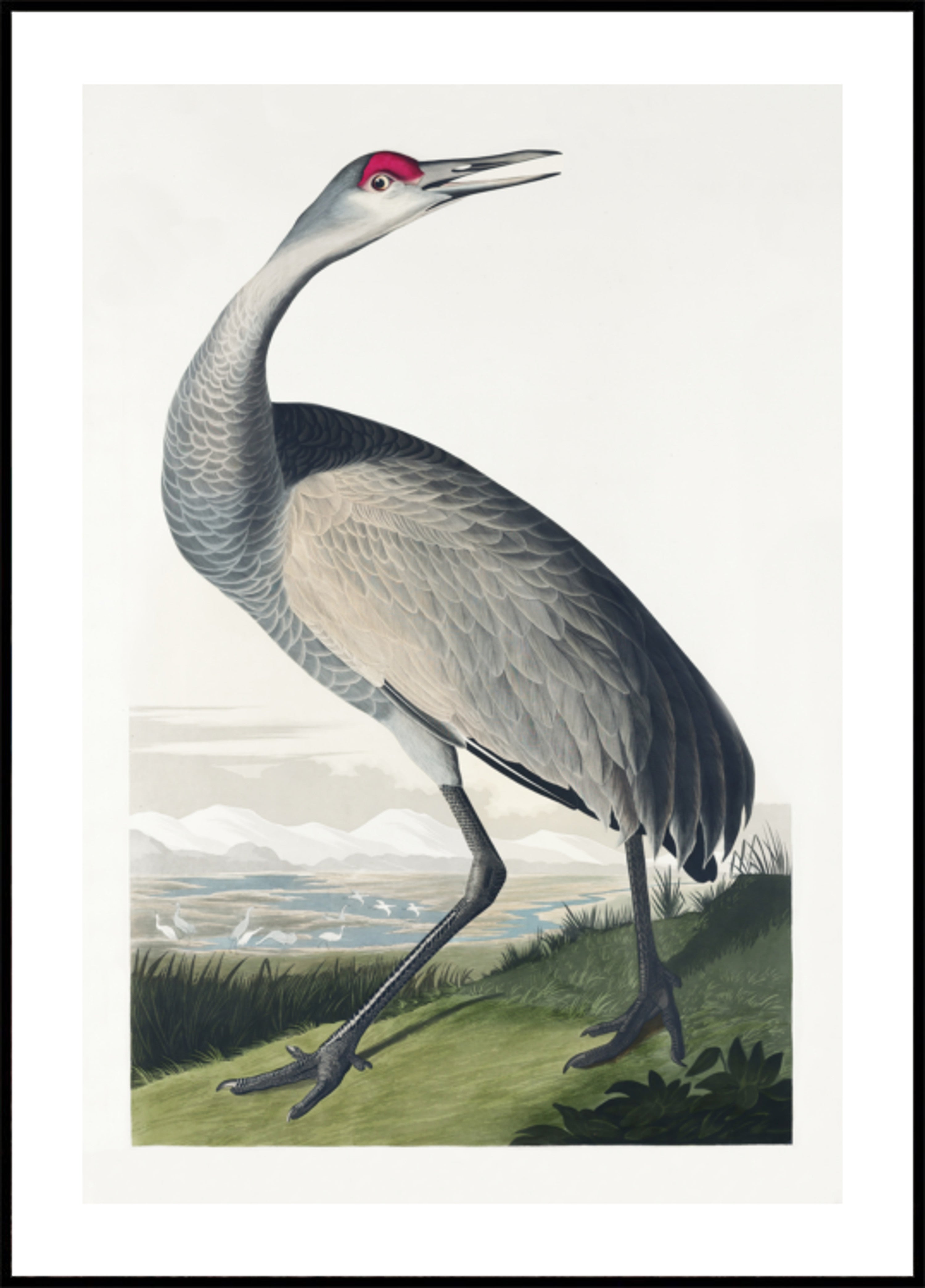 Hooping Crane From Birds of America (1827)