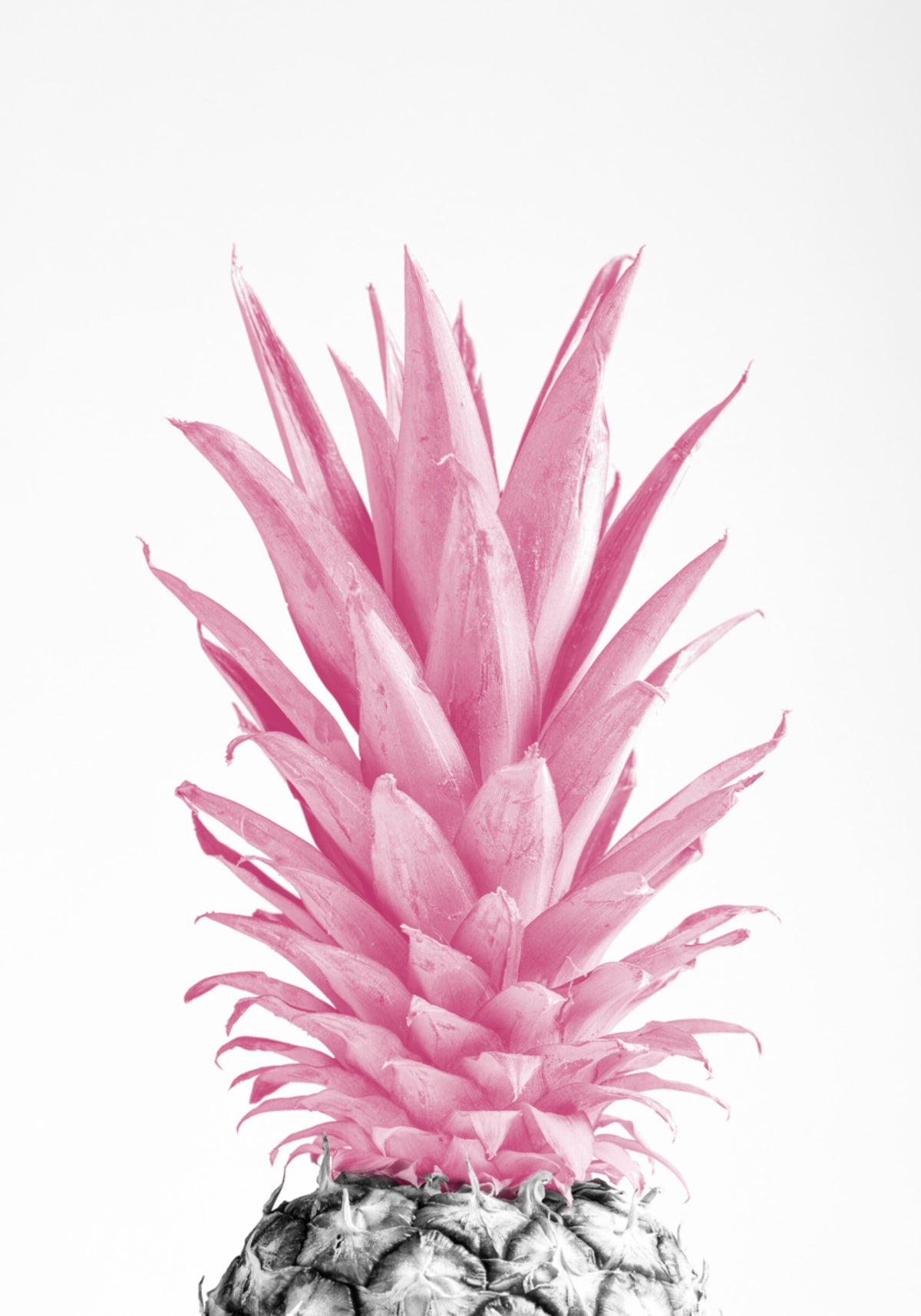 Tropical Pink Pineapple