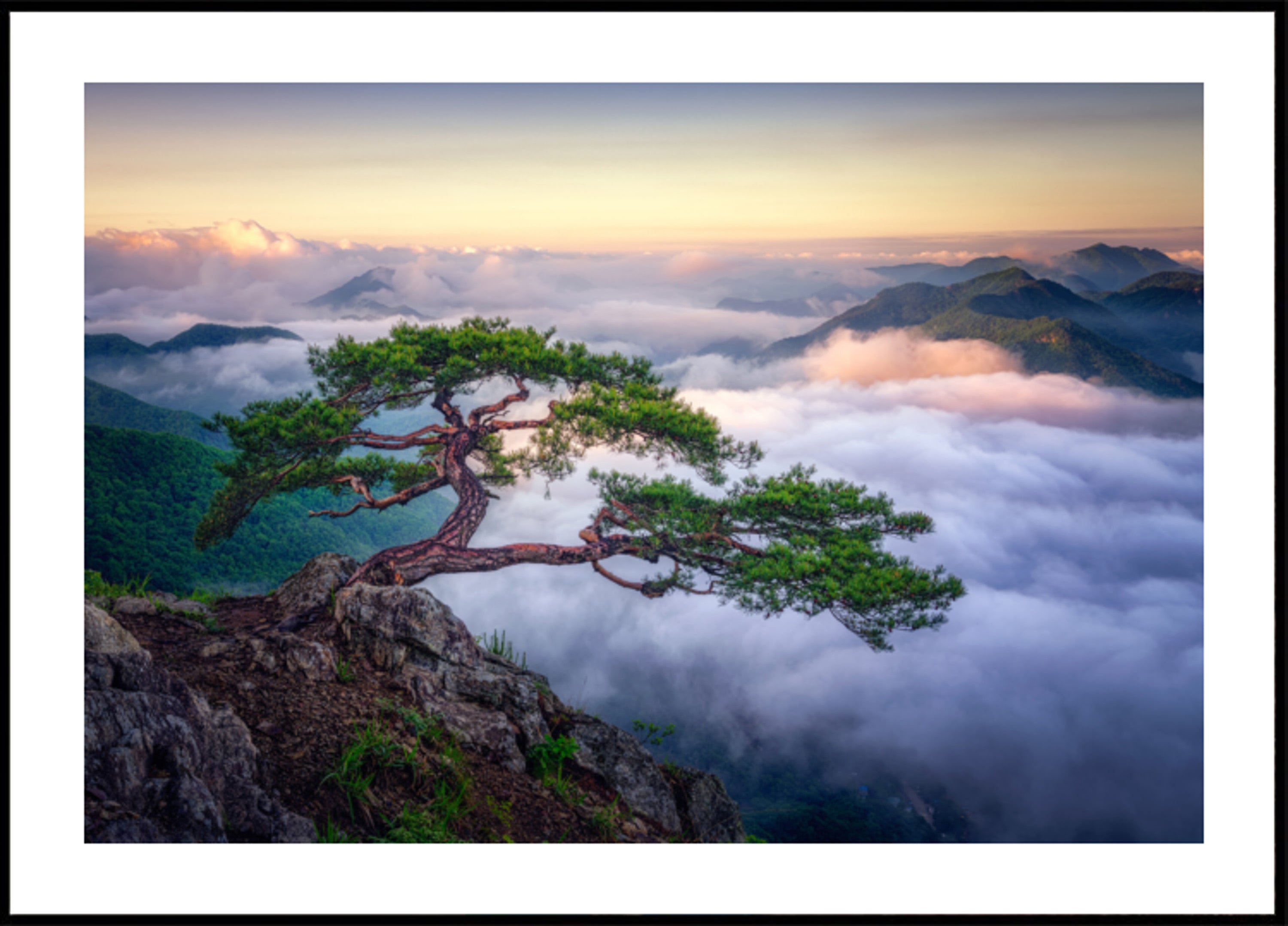 Ancient Tree Mountain Sunrise