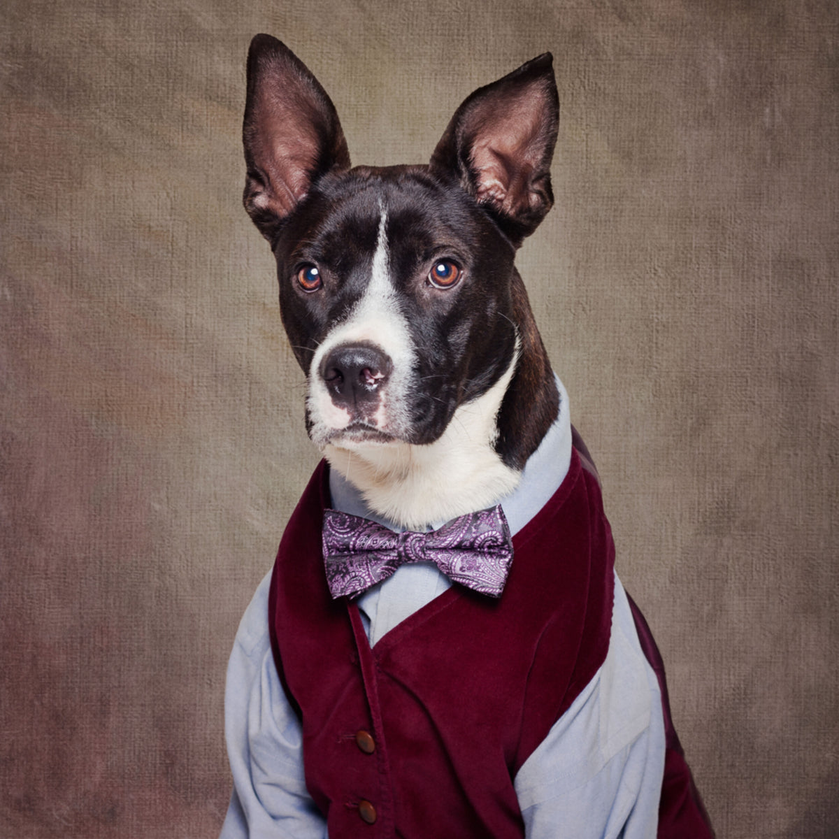 Dapper Dog In Vest