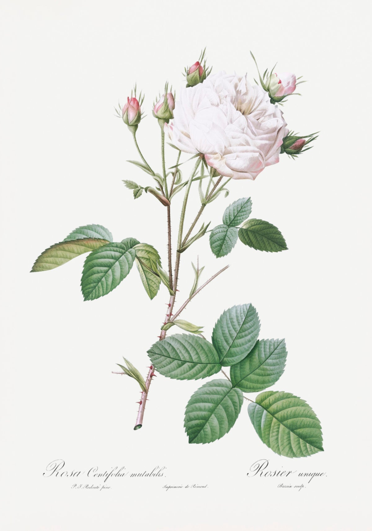 Cabbage Rose White Provence, Les Roses (1817–1824)