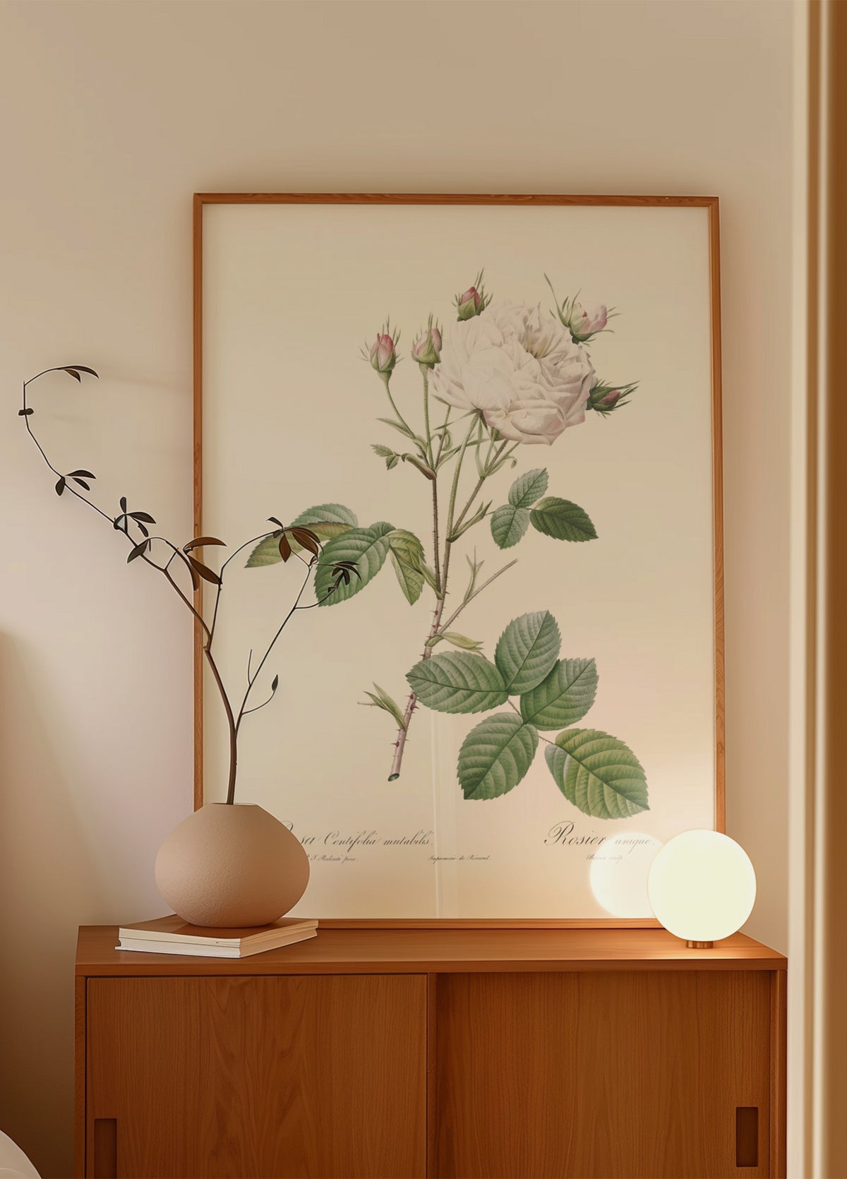 Cabbage Rose White Provence, Les Roses (1817–1824)