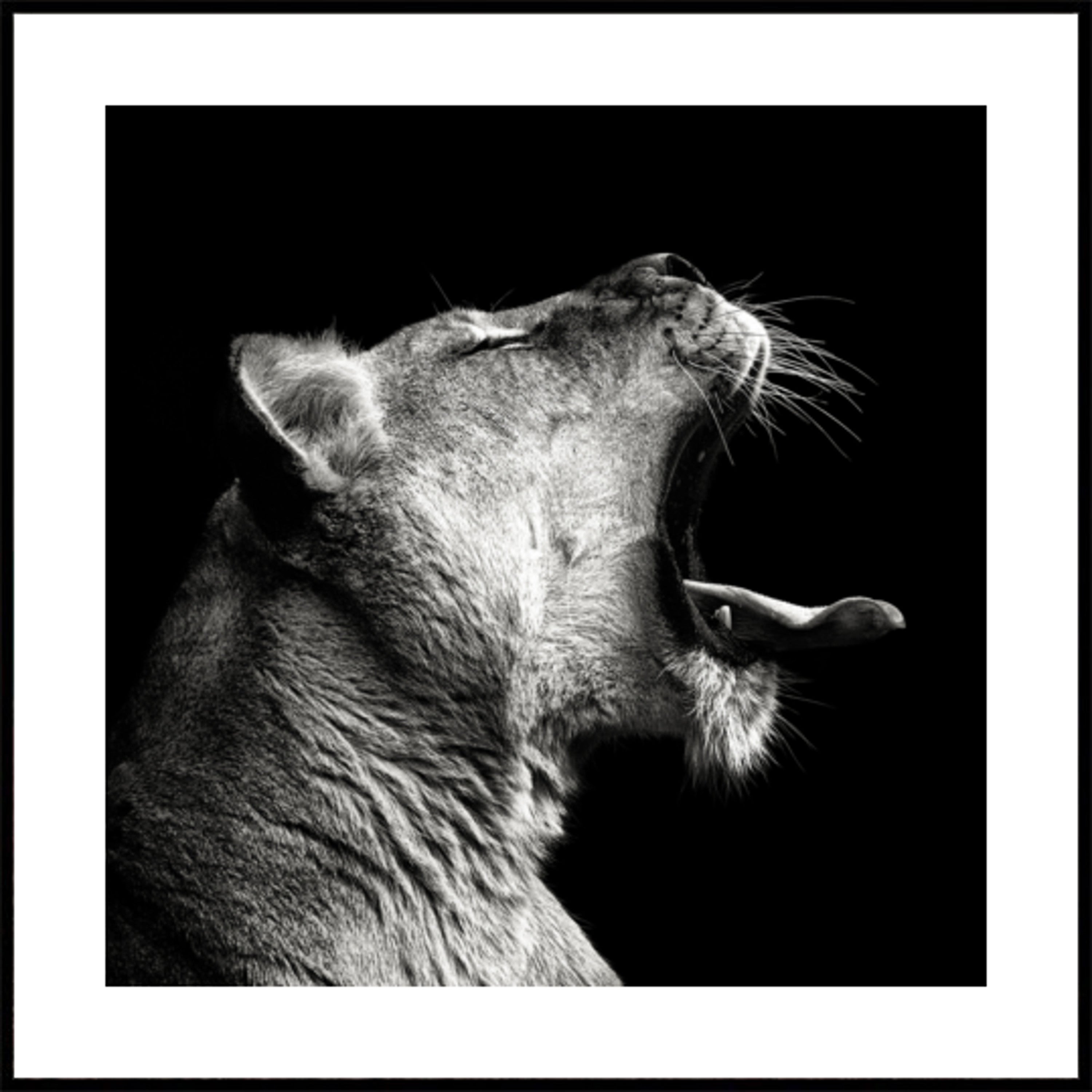 Powerful Lioness Yawn