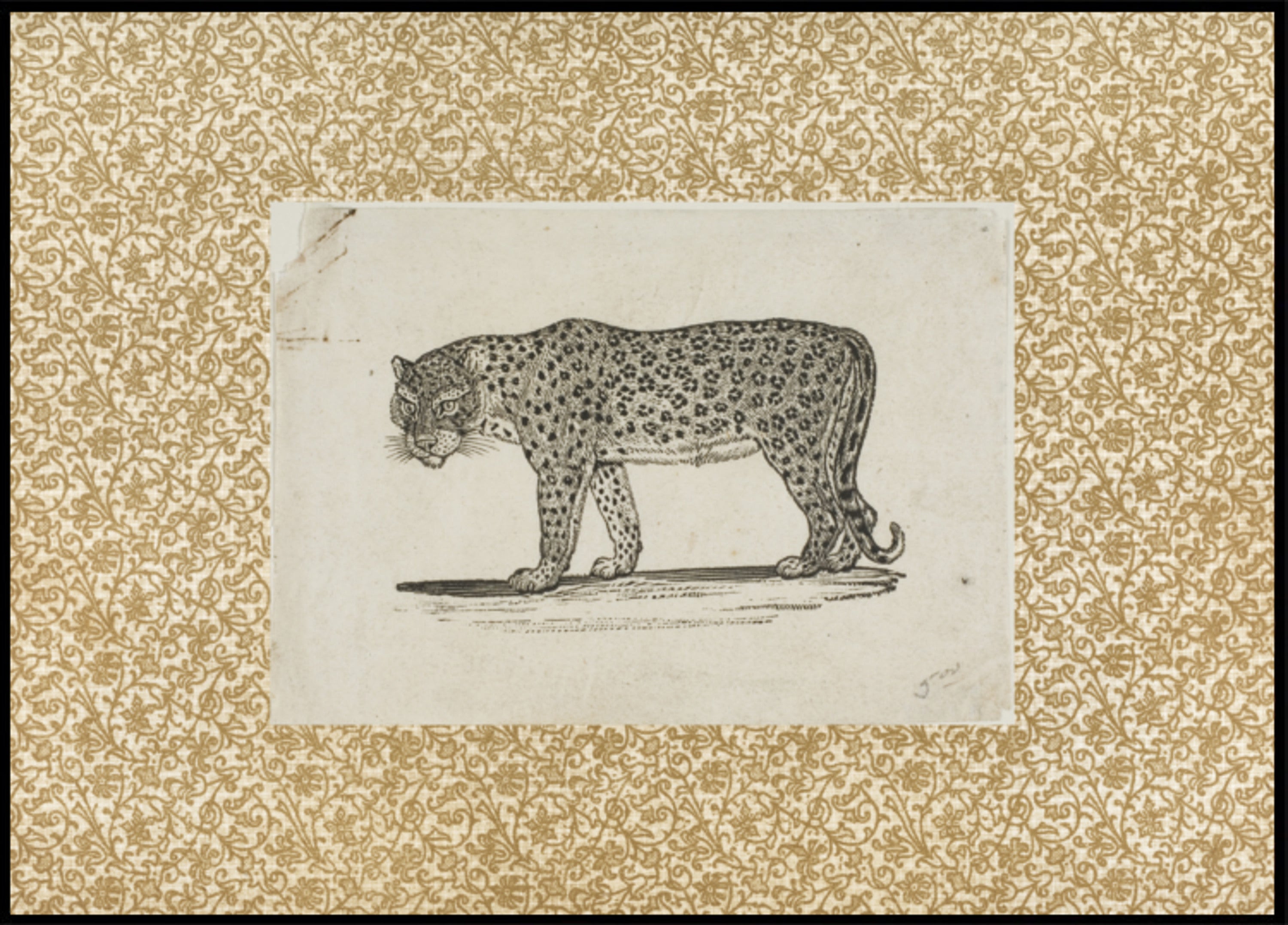 Vintage Leopard Sketch