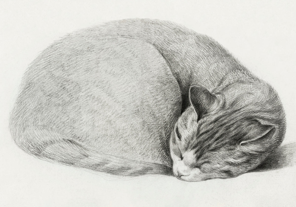 Rolled Up Lying, Sleeping Cat By Jean Bernard (1775 1883)