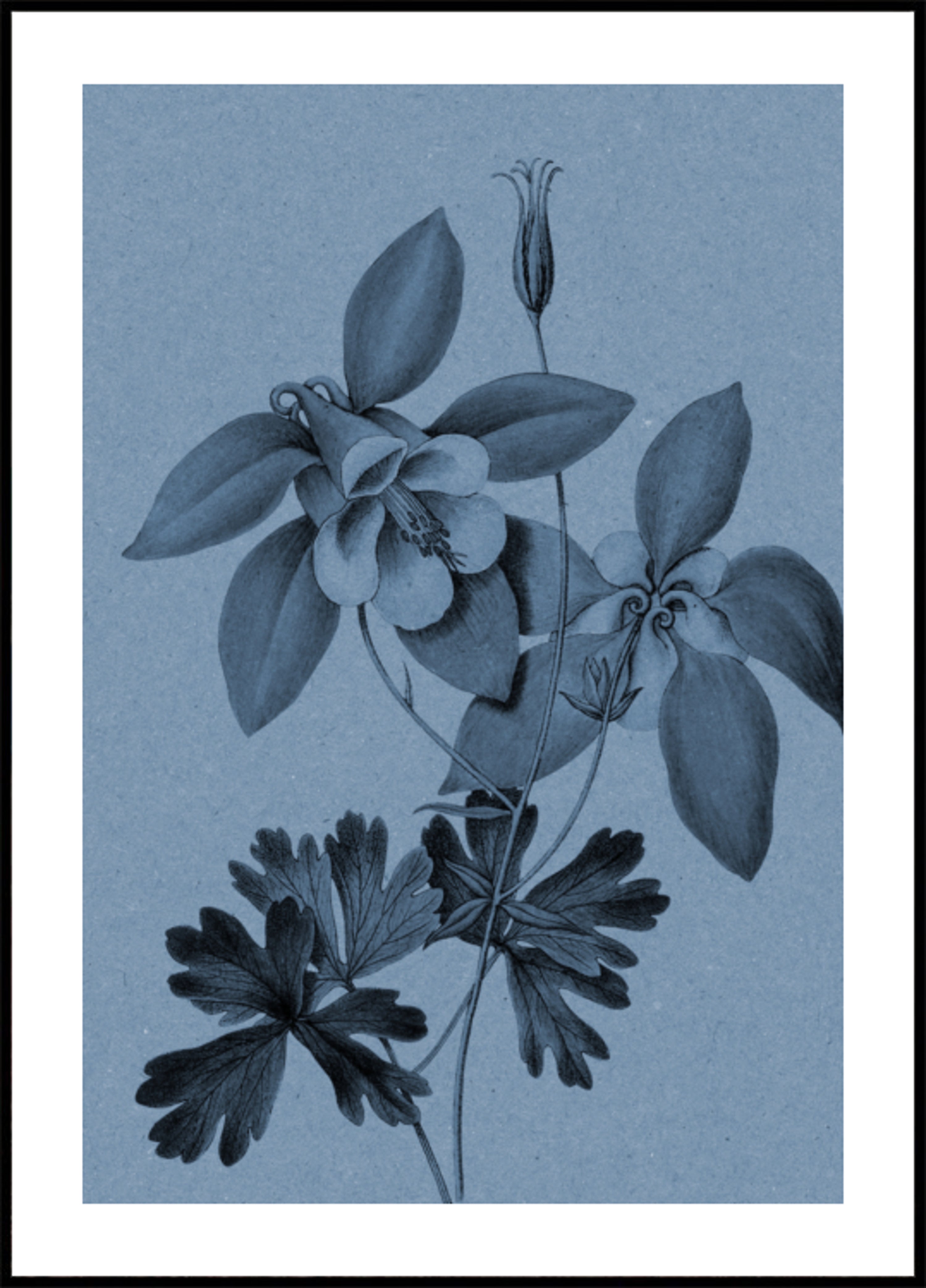 Blue Columbine Botanical Study