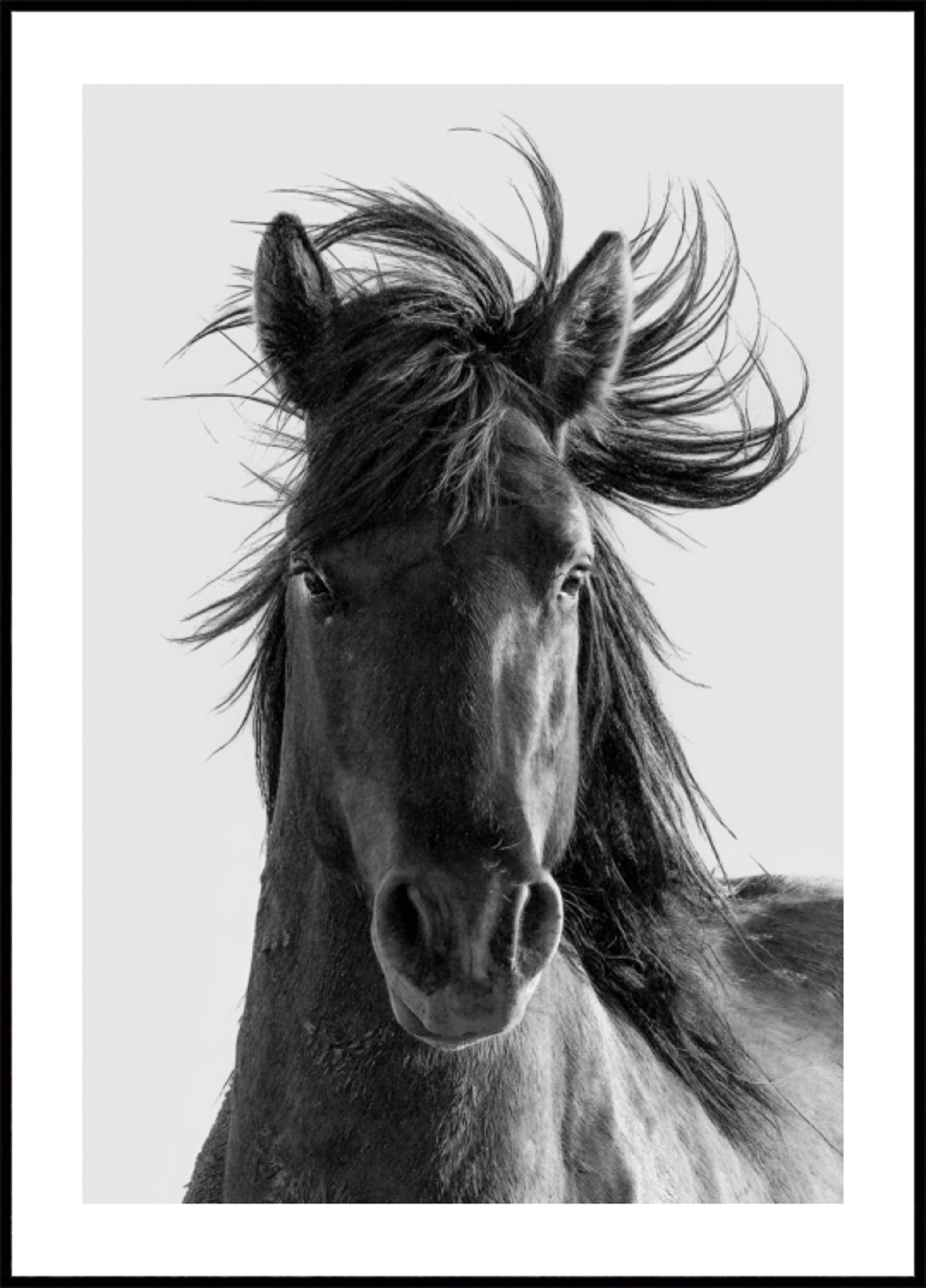 Wild Horse Portrait