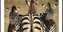 Zebra Trio