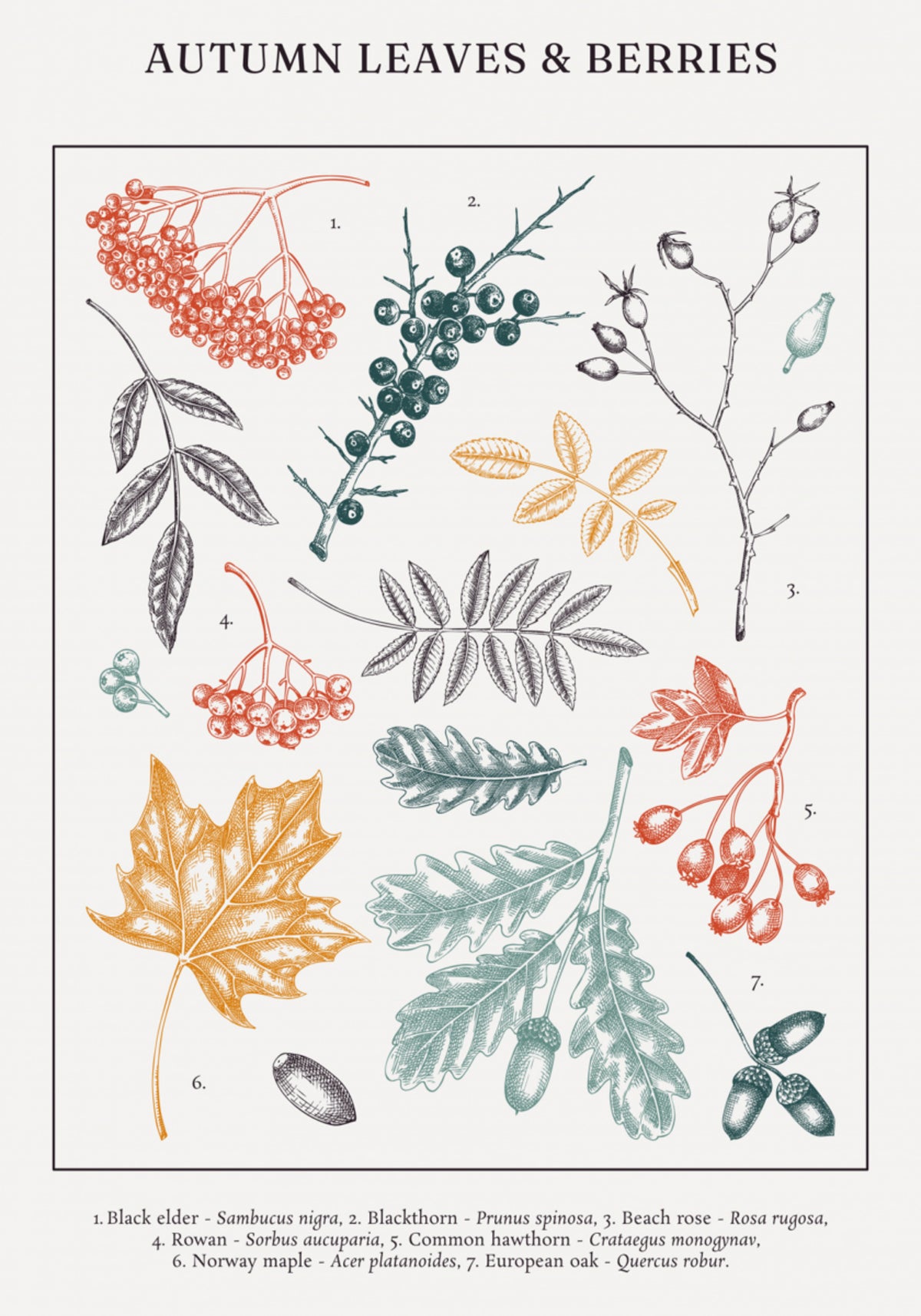 Autumn Leaves And Berries