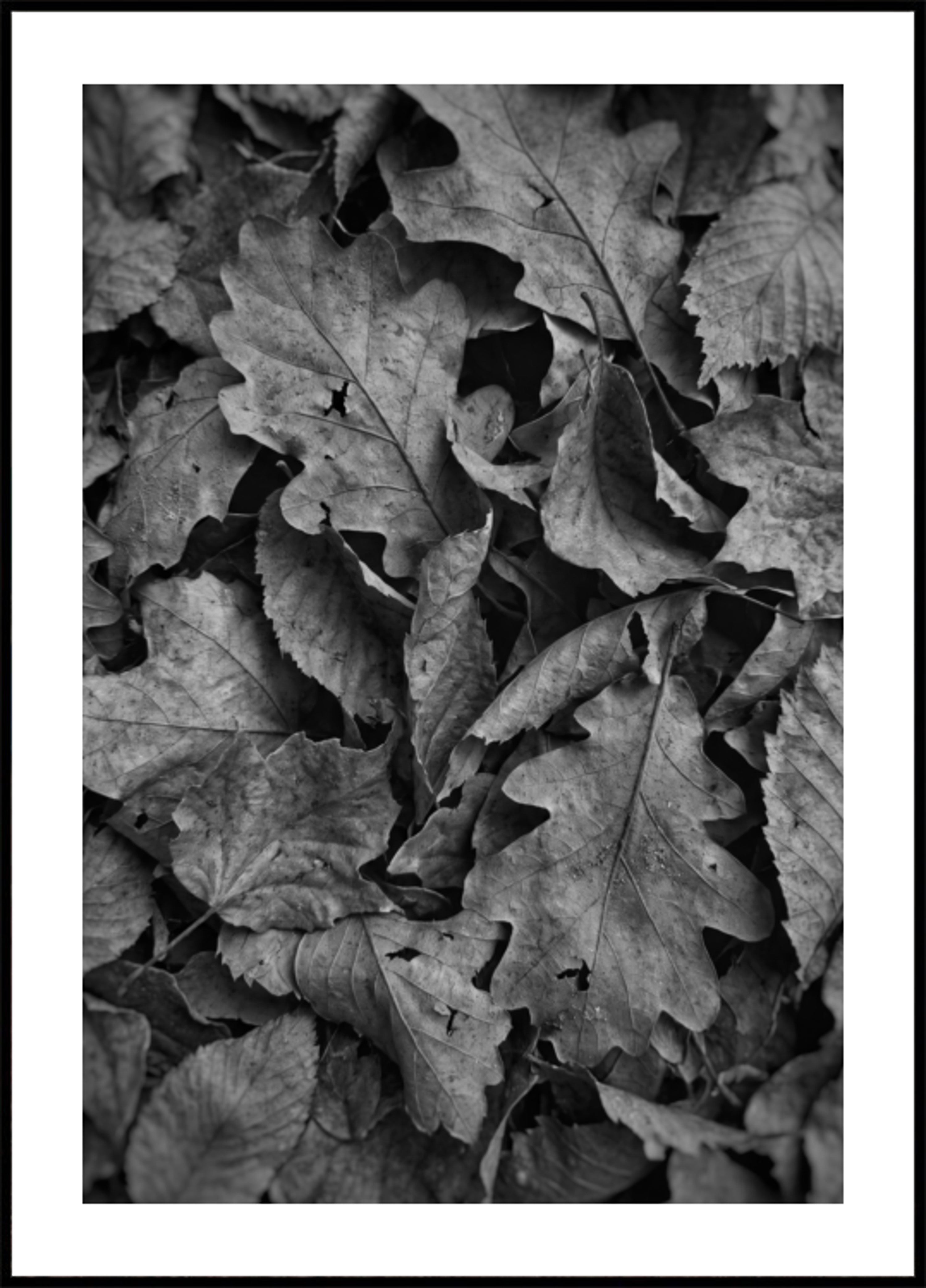 Monochrome Fall Foliage