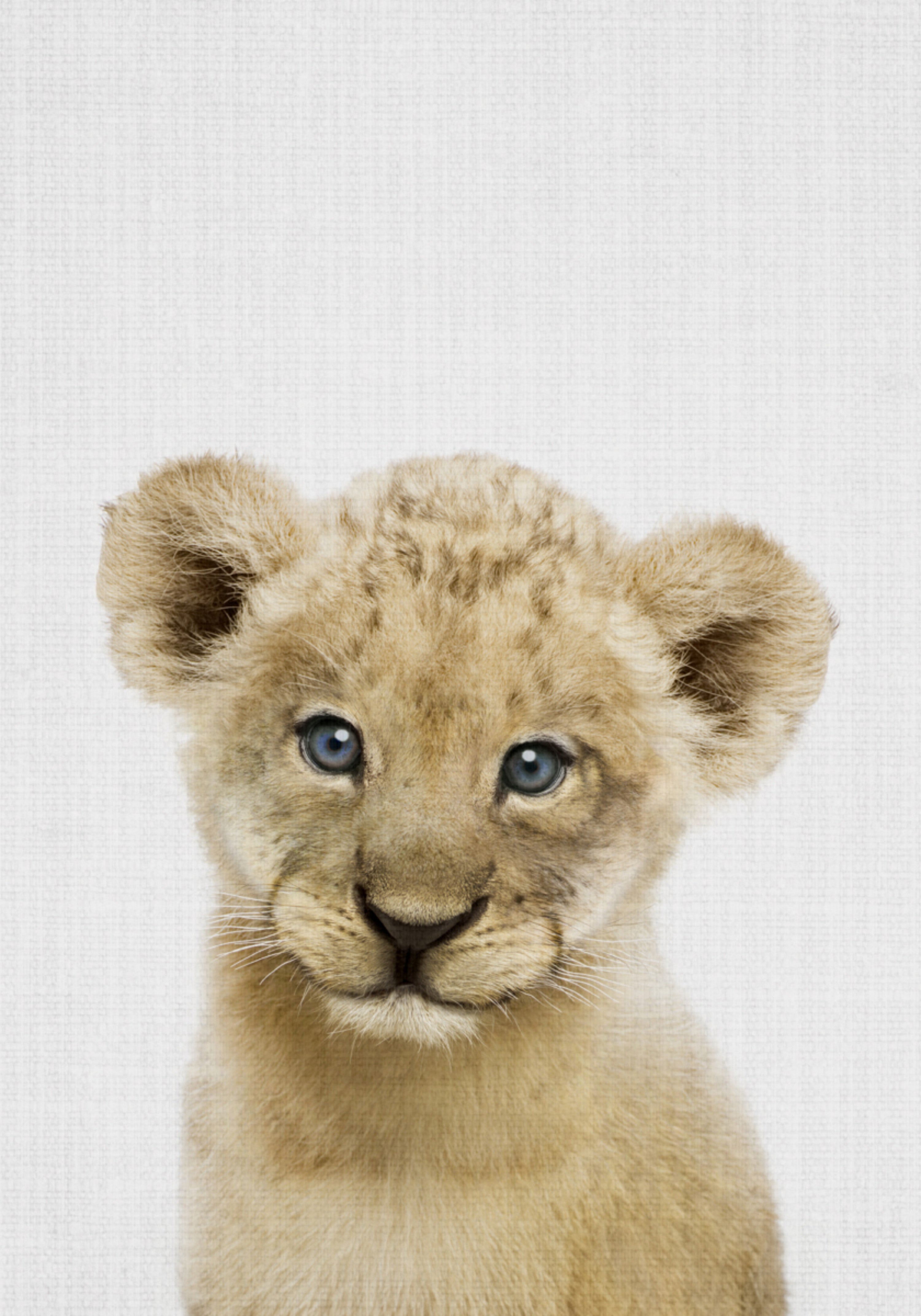 Sweet Lion Cub