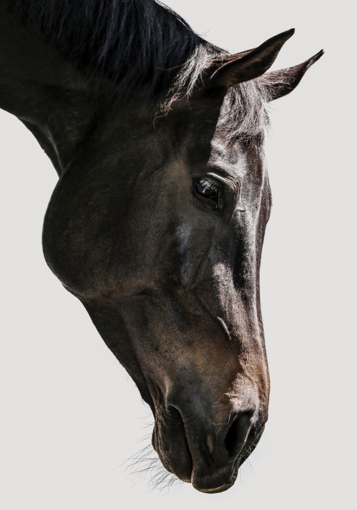 Gentle Equine Gaze