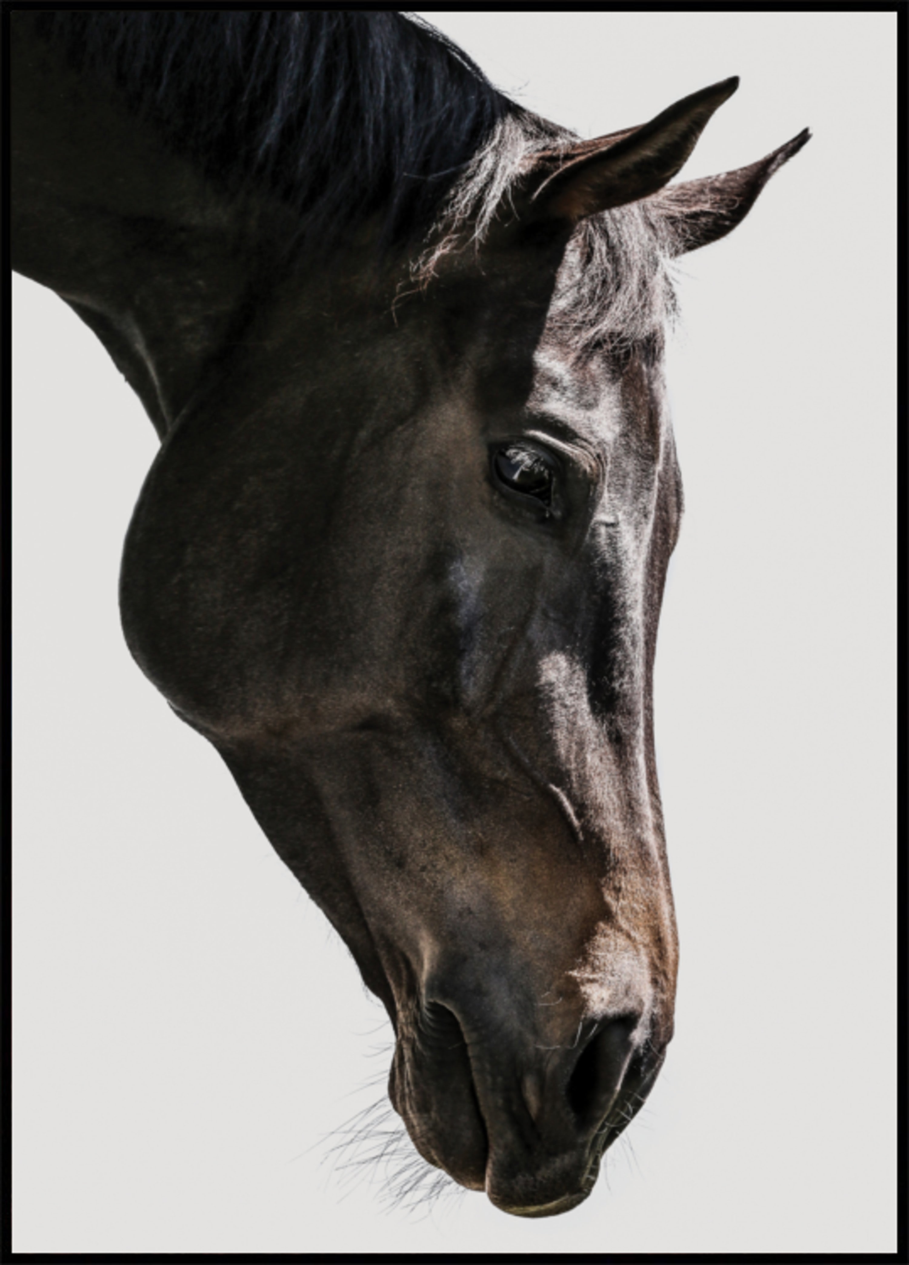 Gentle Equine Gaze