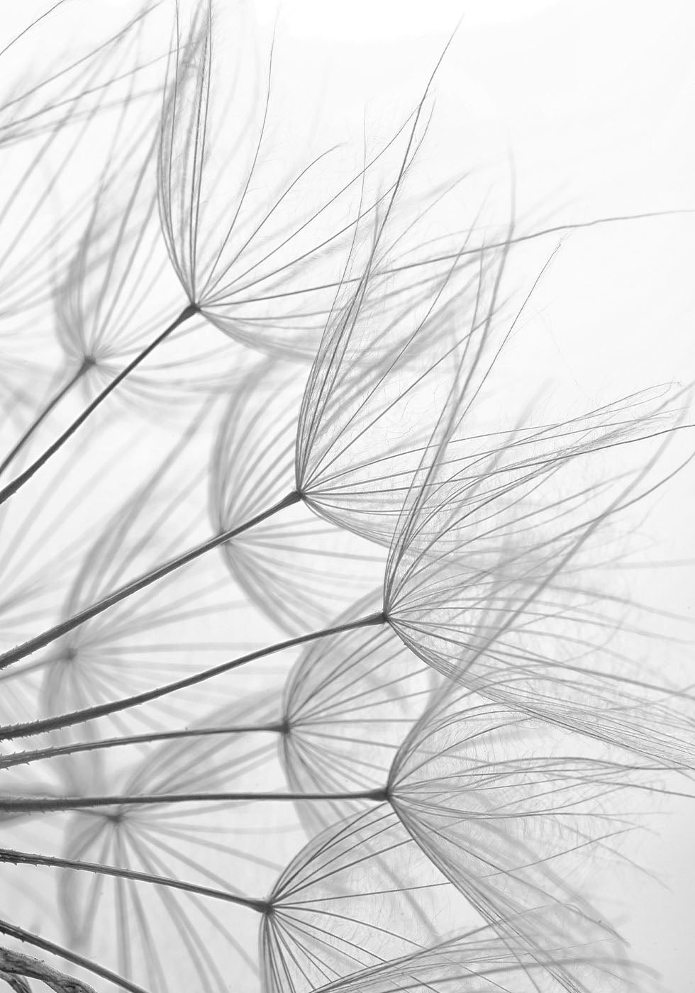 Delicate Nature in Monochrome Poster