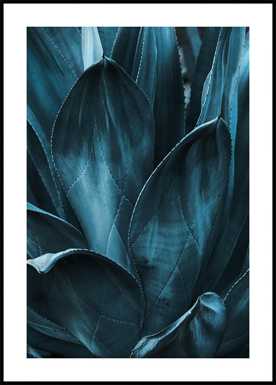 Dark Blue Agave Leaves Poster