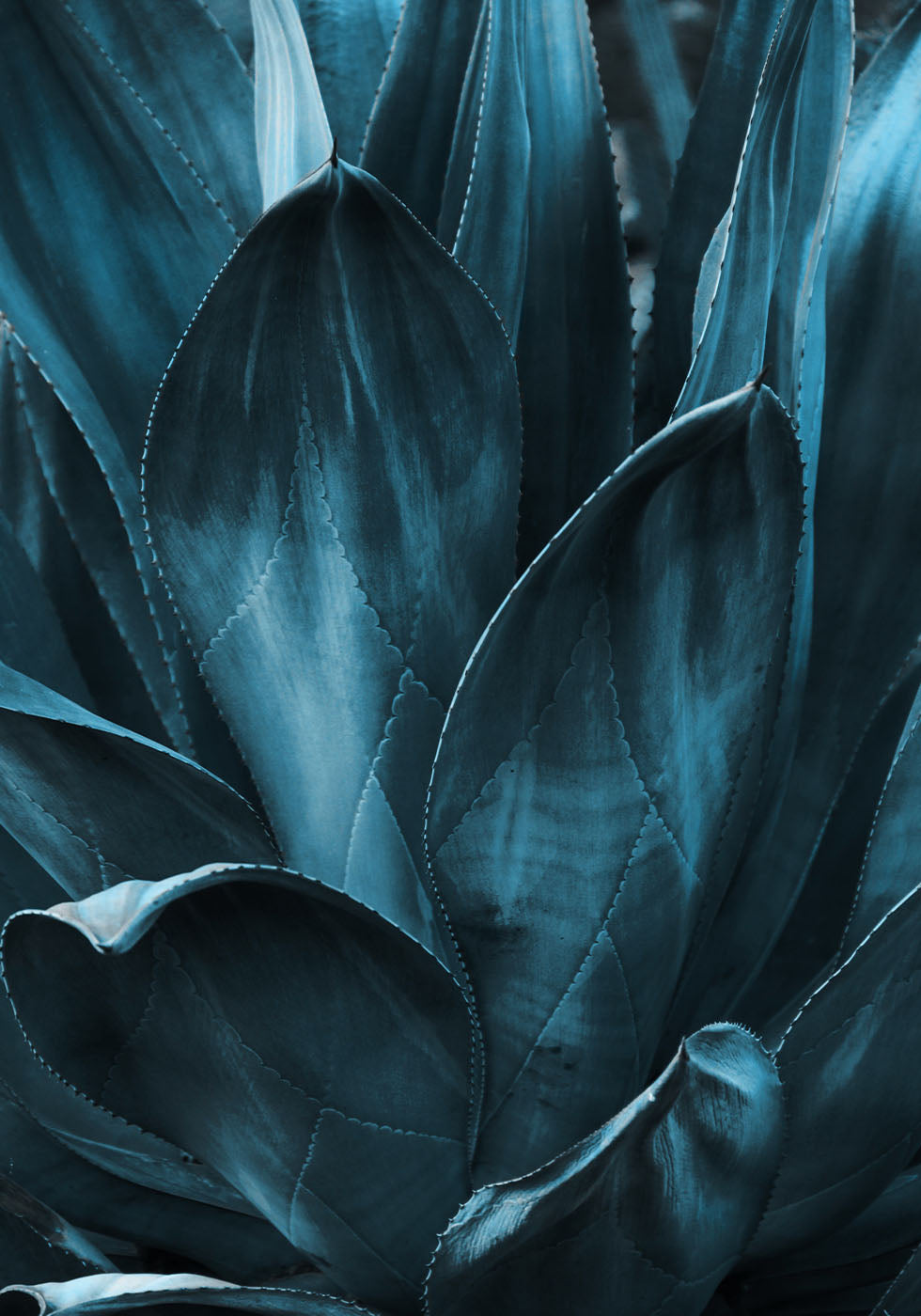 Dark Blue Agave Leaves Poster