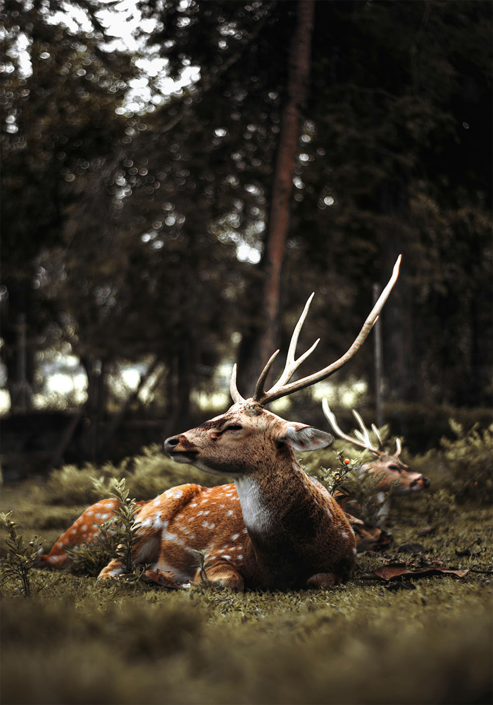 Deer In The Forest Poster