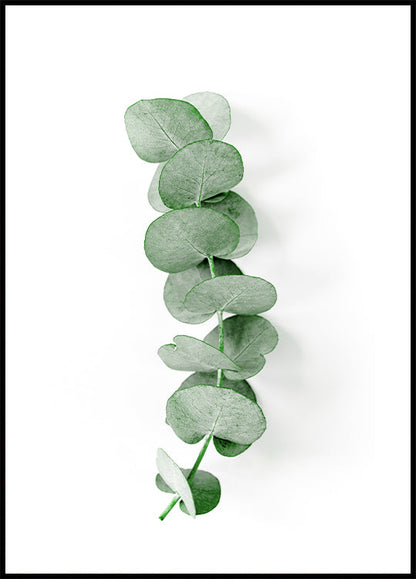 Eucalyptus Leaf Poster