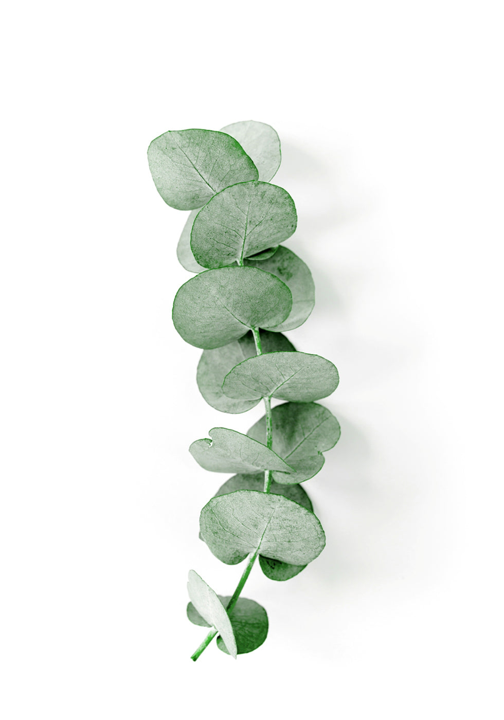 Eucalyptus Leaf Poster