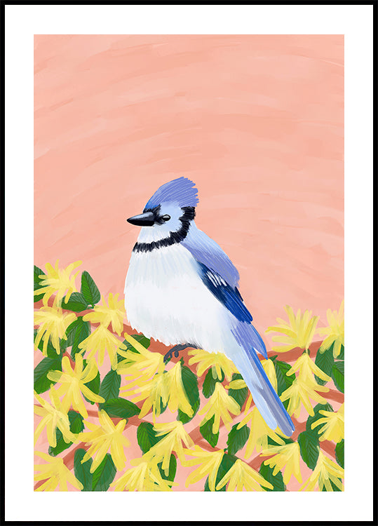 A blue jay perched on a branch of yellow flowers against a peach-colored background.
