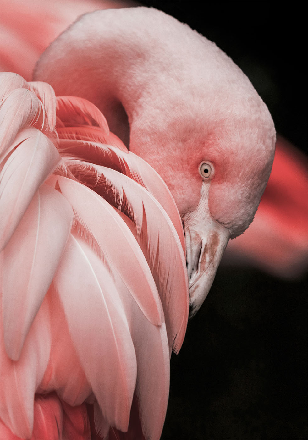 Flamingo Serenity Poster