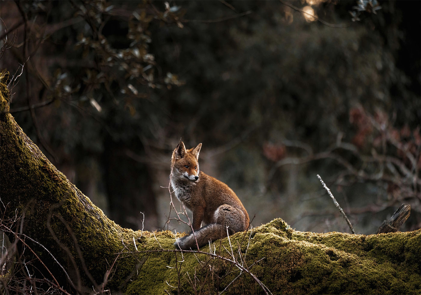 Forest Fox Poster