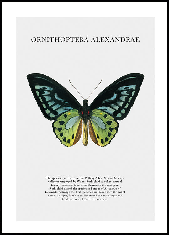 Ornithoptera Alexandrae Poster