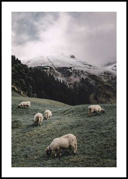 Sheep Grazing in the Alps Poster