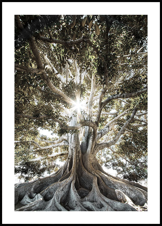Tree Roots Fact Poster Tree with Large Roots Poster – Posterbox.uk