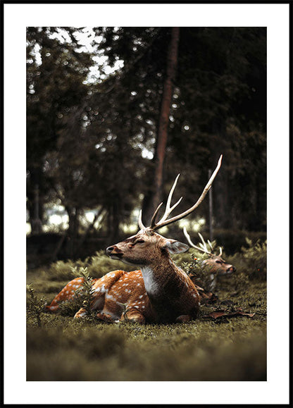 Deer In The Forest Poster