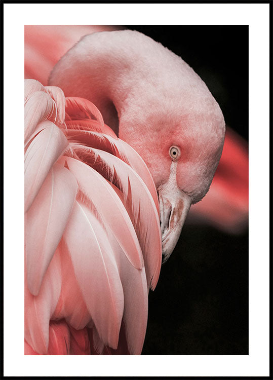 Flamingo Serenity Poster