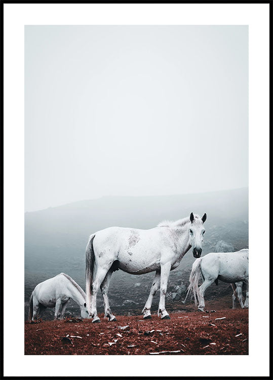 White Horses in Foggy Landscape Poster