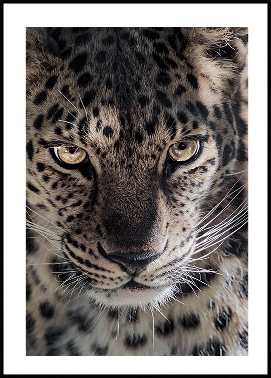 Leopard Poster