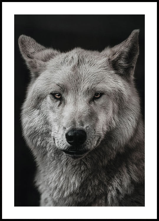 Gray Wolf Poster