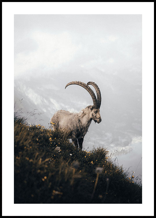 Mountain Goat in Serenity Poster